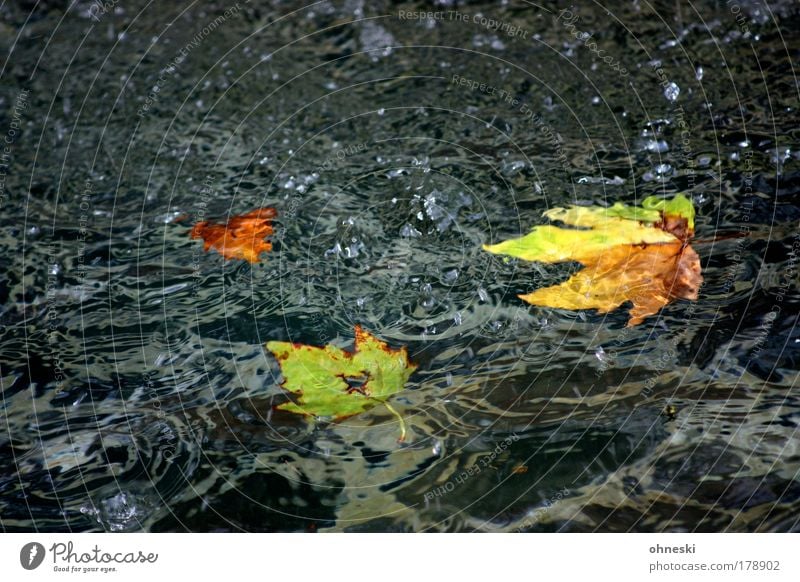 Verflossen Farbfoto mehrfarbig Außenaufnahme Menschenleer Textfreiraum oben Textfreiraum unten Natur Wasser Wassertropfen Herbst Blatt Sorge Trauer Enttäuschung