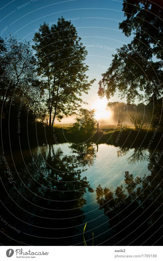 Te Deum Umwelt Natur Landschaft Pflanze Urelemente Luft Wasser Wolkenloser Himmel Herbst Schönes Wetter Nebel Baum Sträucher Flussufer Bach leuchten