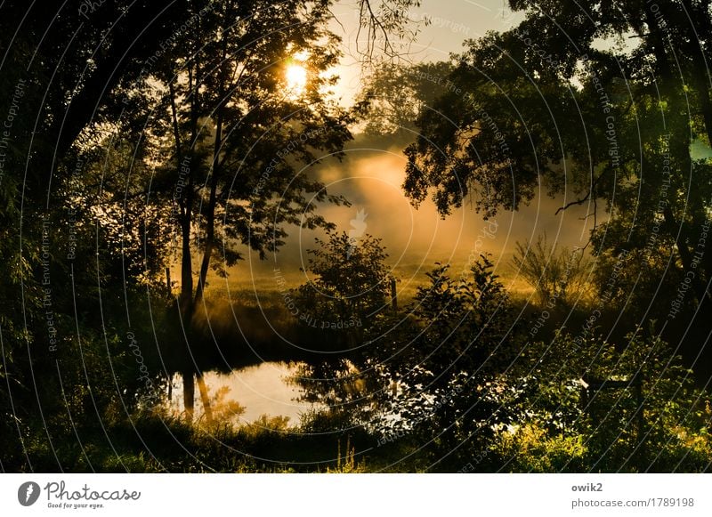 Morgengebet Umwelt Natur Landschaft Pflanze Luft Wasser Herbst Klima Schönes Wetter Nebel Baum Gras Sträucher Bach leuchten außergewöhnlich geduldig ruhig