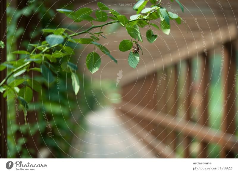 Green Brücke Wege & Pfade Ranke Rose Kletterrose Sommer Garten Park Korea Asien Holz Gestell