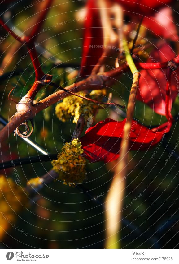 Heckenwirrwarr Farbfoto mehrfarbig Außenaufnahme Nahaufnahme Detailaufnahme Makroaufnahme Menschenleer Tag Dämmerung Schwache Tiefenschärfe Natur Sommer Herbst