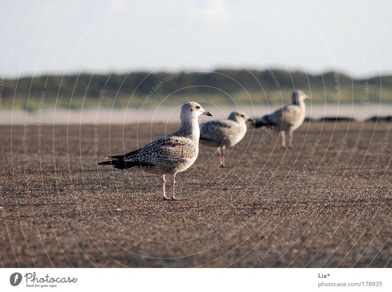 zu dritt Farbfoto Außenaufnahme Abend Dämmerung Tier Vogel Flügel Möwe 3 hocken sitzen Gelassenheit ruhig Langeweile Freundschaft Tiergruppe Team Sitzreihe