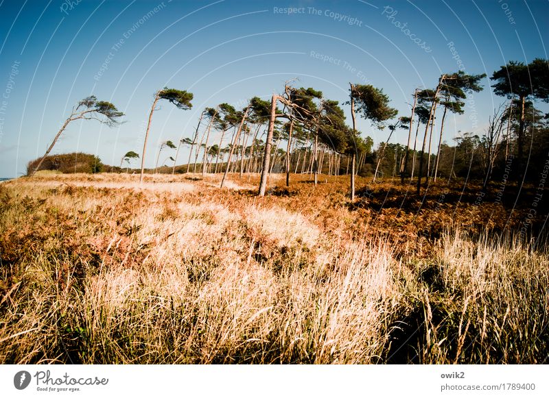 Auf der Kippe Umwelt Natur Landschaft Pflanze Urelemente Wolkenloser Himmel Horizont Herbst Klima Schönes Wetter Wind Baum Gras Sträucher Wildpflanze