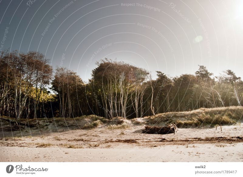 Holz und Sand Umwelt Natur Landschaft Pflanze Luft Wolkenloser Himmel Herbst Klima Schönes Wetter Wärme Baum Sträucher Strand Ostsee Sandstrand Weststrand