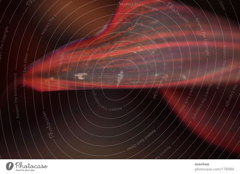 makrobotanik II Farbfoto Gedeckte Farben Nahaufnahme Detailaufnahme Makroaufnahme Textfreiraum unten Unschärfe Schwache Tiefenschärfe Umwelt Natur Pflanze Klima