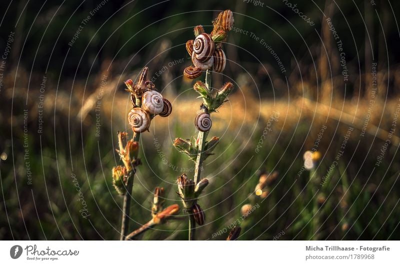 Schnecken in der Abendsonne Umwelt Natur Landschaft Pflanze Tier Sonnenlicht Schönes Wetter Blume Gras Sträucher Blüte Wildpflanze Wiese Wildtier Tiergruppe