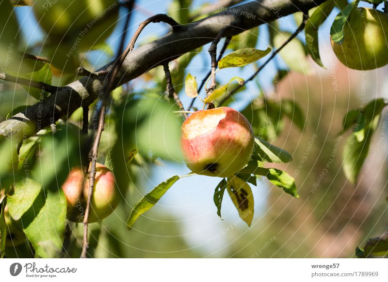 Bioapfel Frucht Apfel Baum Nutzpflanze Apfelbaum Streuobstwiese frisch Gesundheit saftig süß braun mehrfarbig gelb grün rot reif angefressen süß-sauer Obstbaum