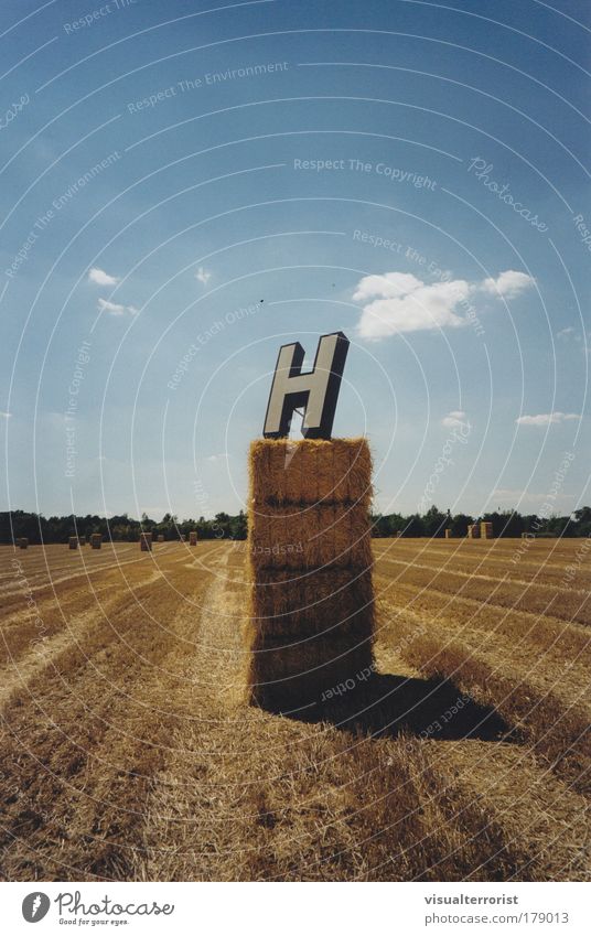 H Farbfoto Außenaufnahme Umwelt Natur Landschaft Sommer Schönes Wetter Baum abgeerntetes Feld ästhetisch entdecken Horizont Symmetrie zentral Zentralperspektive