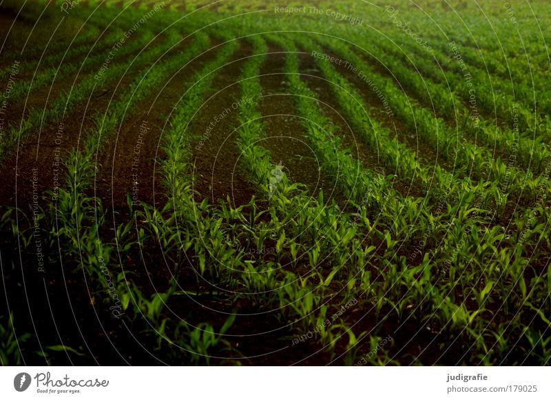 Acker Farbfoto Außenaufnahme Tag Lebensmittel Pflanze Nutzpflanze Feld Wachstum dunkel grün Ordnung Landwirtschaft Mais Ackerbau Landleben Reihe Schwung Kurve