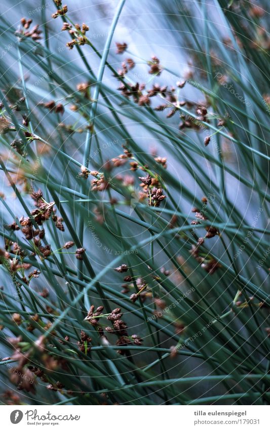 halma Farbfoto Außenaufnahme Strukturen & Formen Menschenleer Dämmerung Schwache Tiefenschärfe Natur Sommer Sturm Pflanze Gras Sträucher Grünpflanze Park