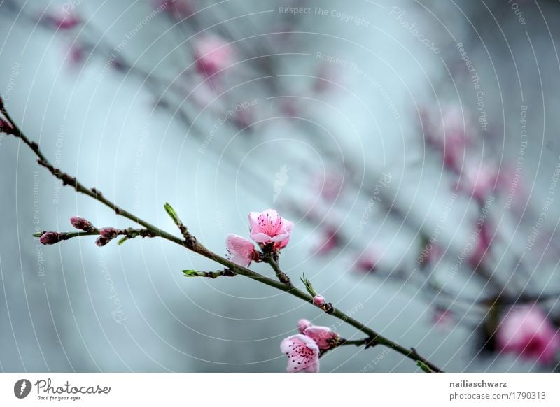 Frühling Umwelt Natur Pflanze Baum Blume Blatt Blüte Nutzpflanze Ast Kirsche Kirschblüten Kirschbaum Garten Park Wiese Blühend Duft springen einfach natürlich