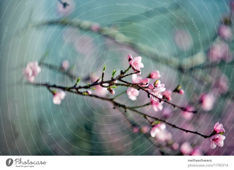 Kirschbaum im Frühling Natur Pflanze Baum Blüte Nutzpflanze Obstbaum Zweig Ast Garten Park Wiese Blühend Duft springen Wachstum einfach natürlich schön blau