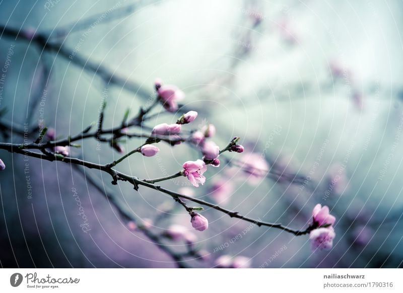 Kirschbaum in Frühling Umwelt Natur Pflanze Sommer Baum Blume Blüte Nutzpflanze Kirschblüten Kirsche Ast Zweige u. Äste Garten Park Blühend Duft springen frisch