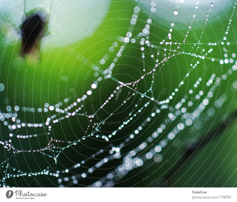 Schönheit Natur Farbfoto Außenaufnahme Morgen Tag Licht Schatten Silhouette Sonnenlicht Unschärfe Umwelt Tier Wasser Wassertropfen Wetter Regen Park Wildtier