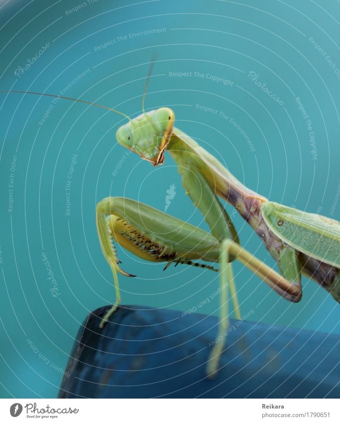 Blick der Gottesanbeterin Tier Wildtier Tiergesicht Insekt beobachten berühren Bewegung krabbeln sportlich außergewöhnlich bedrohlich elegant Erfolg exotisch