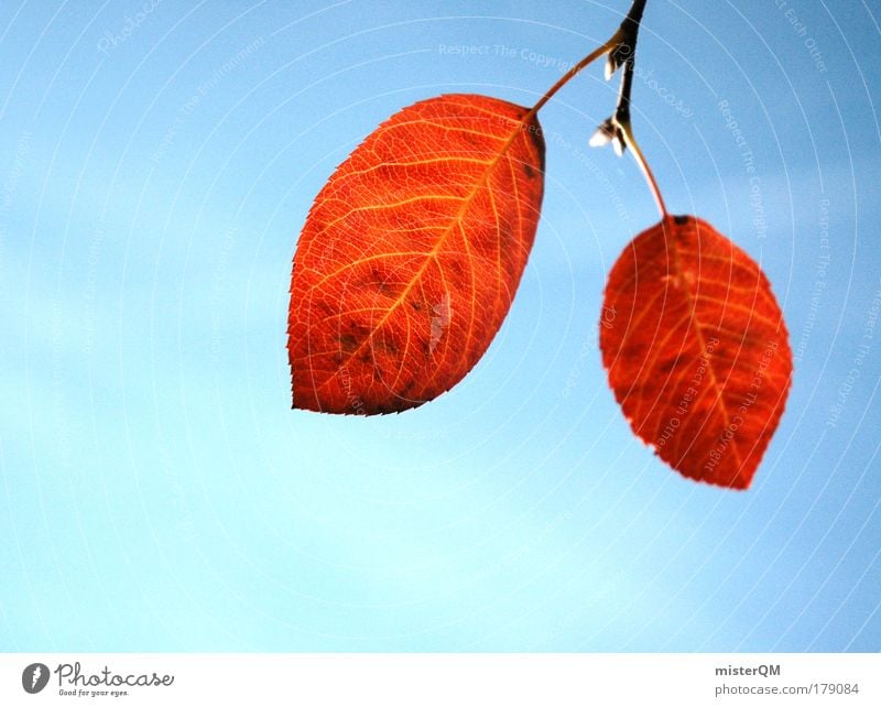 Herbstbote. Farbfoto mehrfarbig Außenaufnahme Nahaufnahme Detailaufnahme Makroaufnahme Muster Strukturen & Formen Menschenleer Textfreiraum links