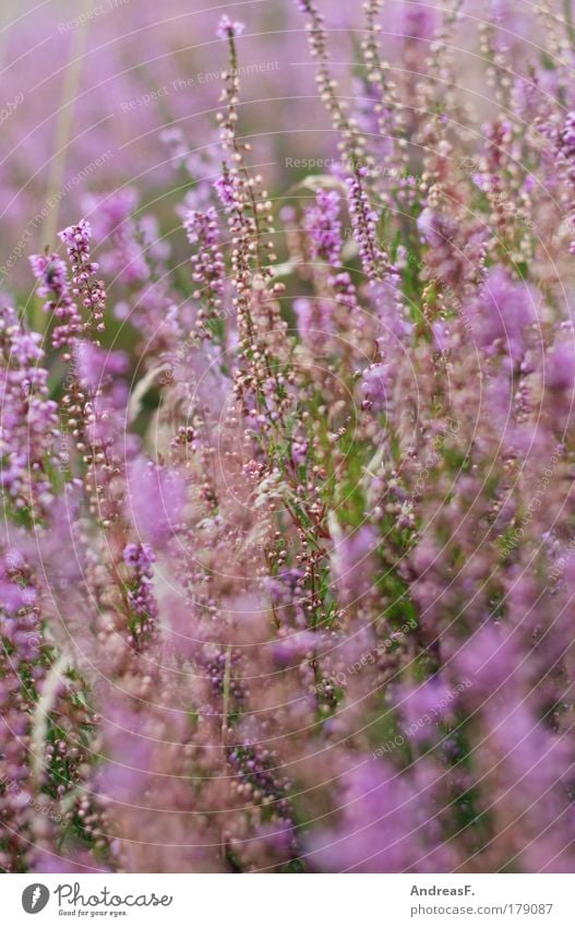 Heide Farbfoto Außenaufnahme Detailaufnahme Tageslicht Umwelt Natur Pflanze Blume Gras Grünpflanze violett rosa Heidekrautgewächse heideblüte Herbst herbstlich