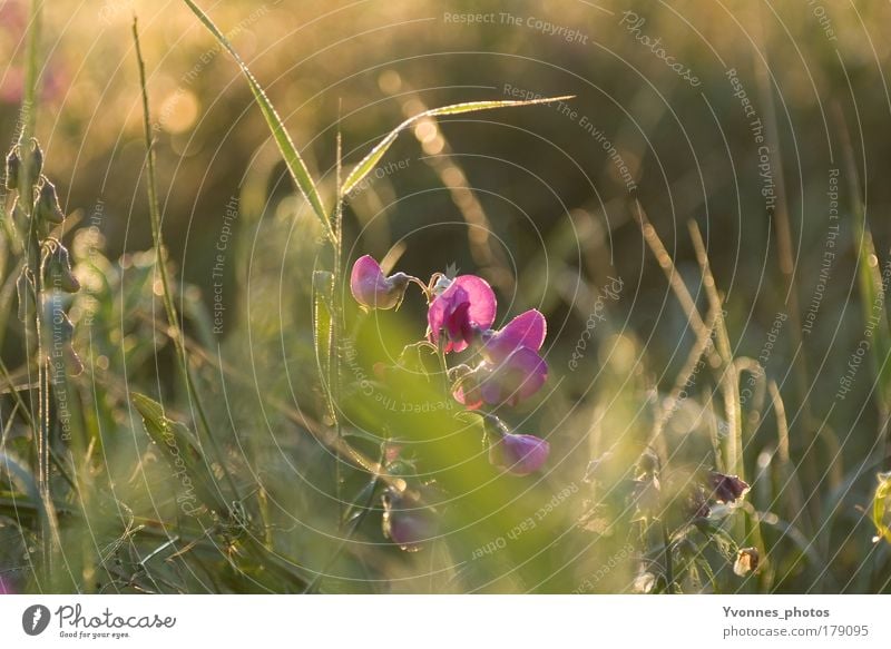 Ein Morgen im Herbst Farbfoto Außenaufnahme Detailaufnahme Morgendämmerung Licht Sonnenlicht Sonnenstrahlen Sonnenaufgang Sonnenuntergang Umwelt Natur