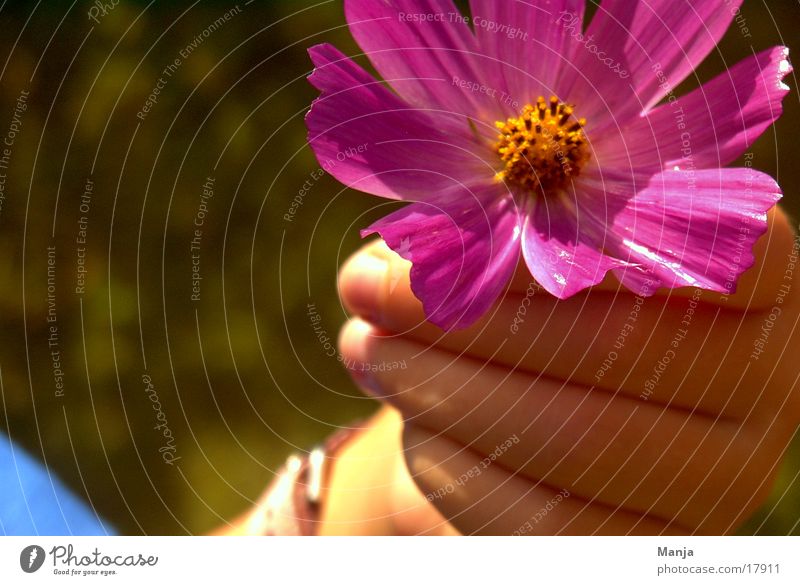 ...frisch gepflückt Blume Blüte Hand Kind rosa