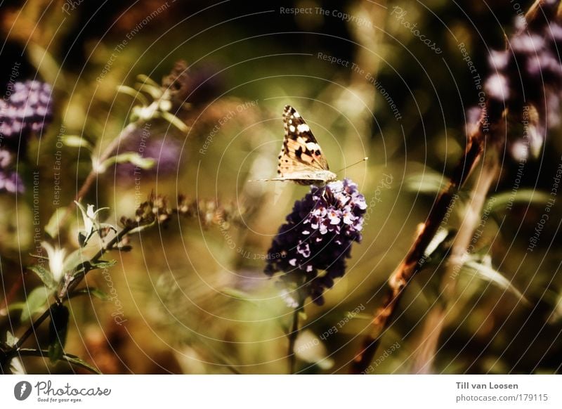 Sweet Butterfly Farbfoto Textfreiraum links Textfreiraum rechts Tag Sonnenlicht Tierporträt Natur Landschaft Sommer Pflanze Schmetterling Flügel 1 fliegen gelb