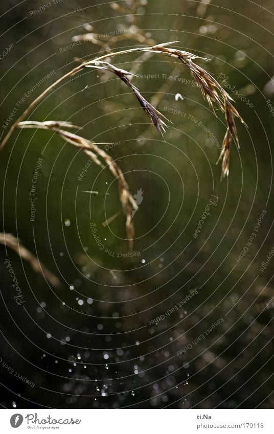 Herbstimpression Schwarzweißfoto Gedeckte Farben Außenaufnahme Nahaufnahme Menschenleer Morgen Tag Reflexion & Spiegelung Schwache Tiefenschärfe Umwelt Natur