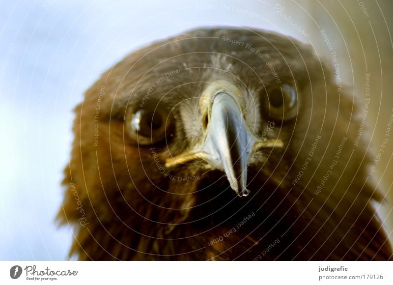 Räuber Farbfoto Außenaufnahme Tag Tierporträt Blick Blick in die Kamera Wildtier Vogel Tiergesicht 1 natürlich Neugier Kontakt Steppenadler Schnabel Greifvogel