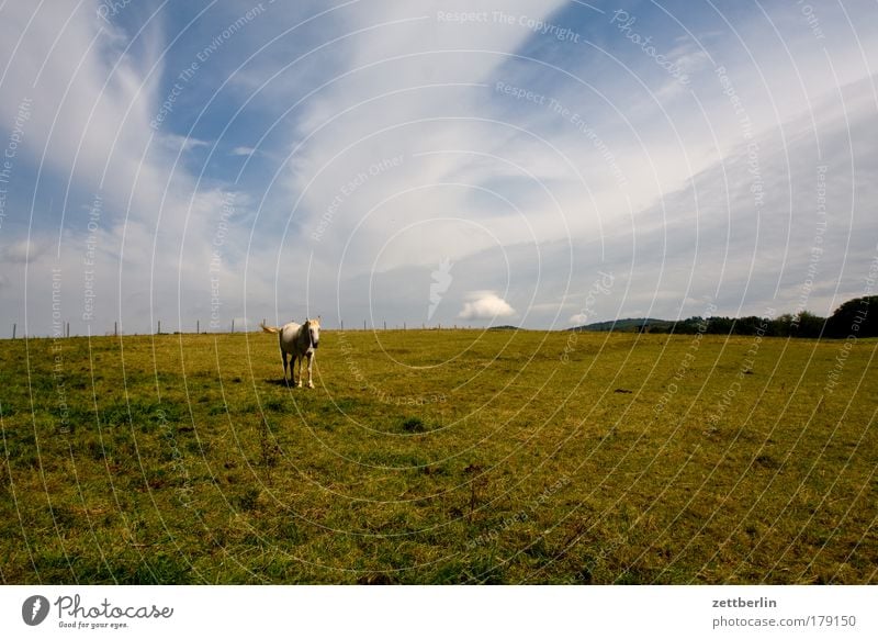 Solopferd Pferd huftier Weide Wiese Gras Rasen Einsamkeit einzelpferd solo stehen warten Schlachthof Metzger Himmel schleierwolken Sommer Pferdezucht