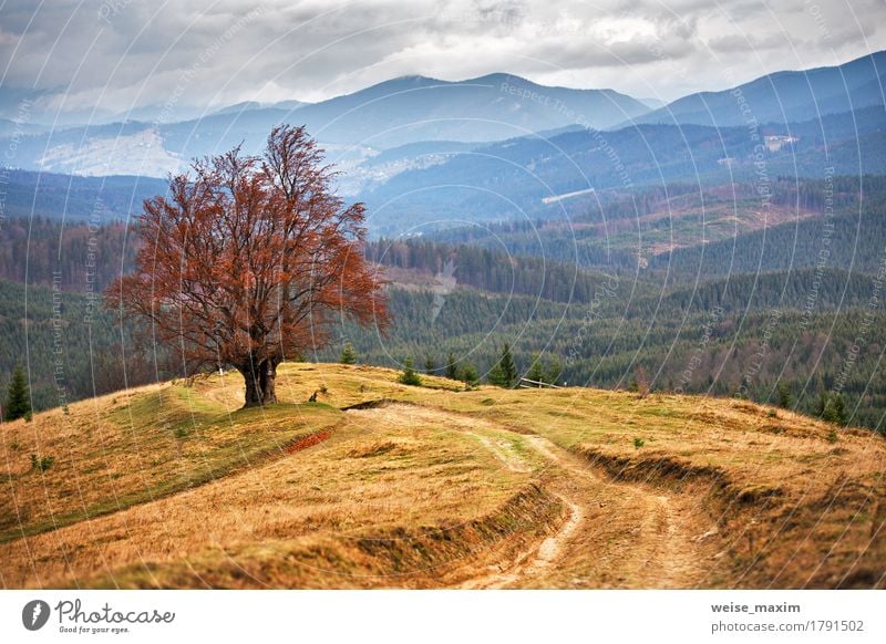 Einsamer Baum in den Karpatenherbstbergen schön Berge u. Gebirge Umwelt Natur Landschaft Himmel Wolken Herbst Unwetter Nebel Regen Gras Grünpflanze Wiese Wald