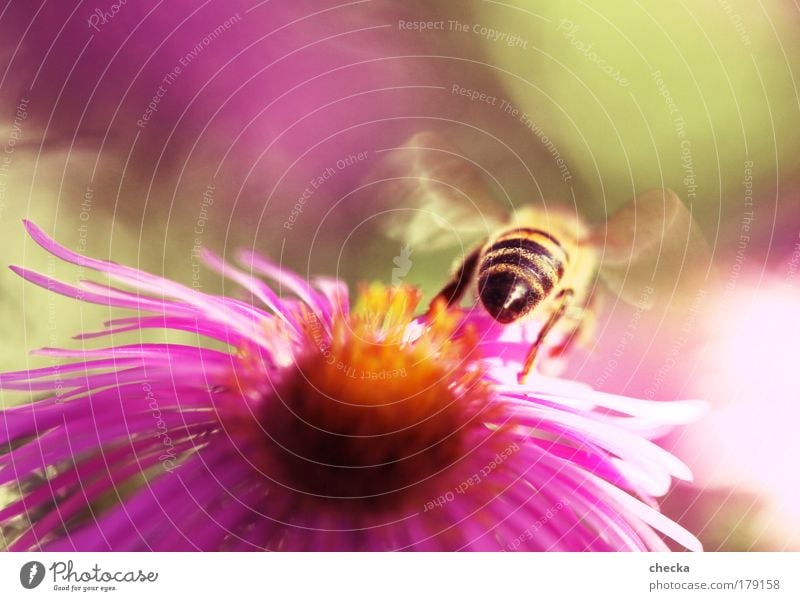 Abflug Farbfoto mehrfarbig Außenaufnahme Makroaufnahme Menschenleer Textfreiraum oben Abend Schwache Tiefenschärfe Umwelt Natur Pflanze Tier Frühling Sommer