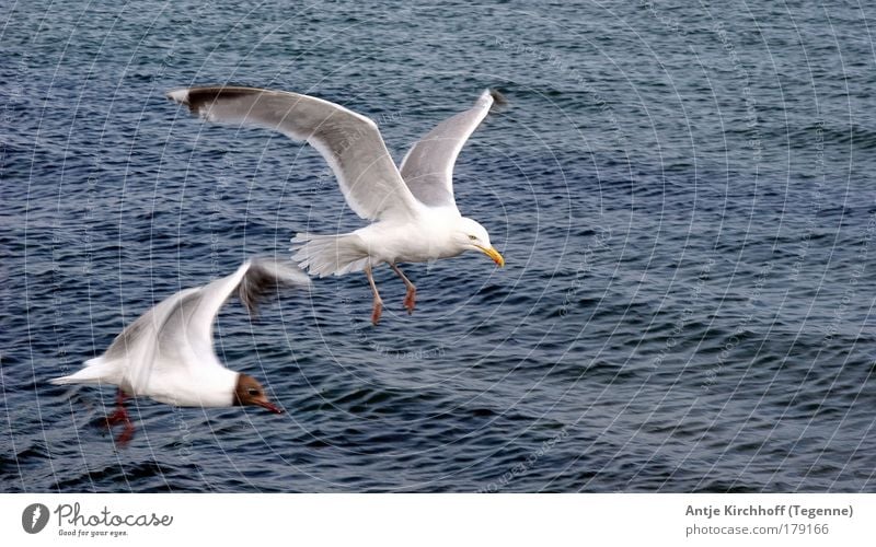 Frei wie der Wind Farbfoto Außenaufnahme Luftaufnahme Textfreiraum rechts Tag Tierporträt Natur Wasser Sommer Schönes Wetter Wellen Küste Nordsee Ostsee Meer