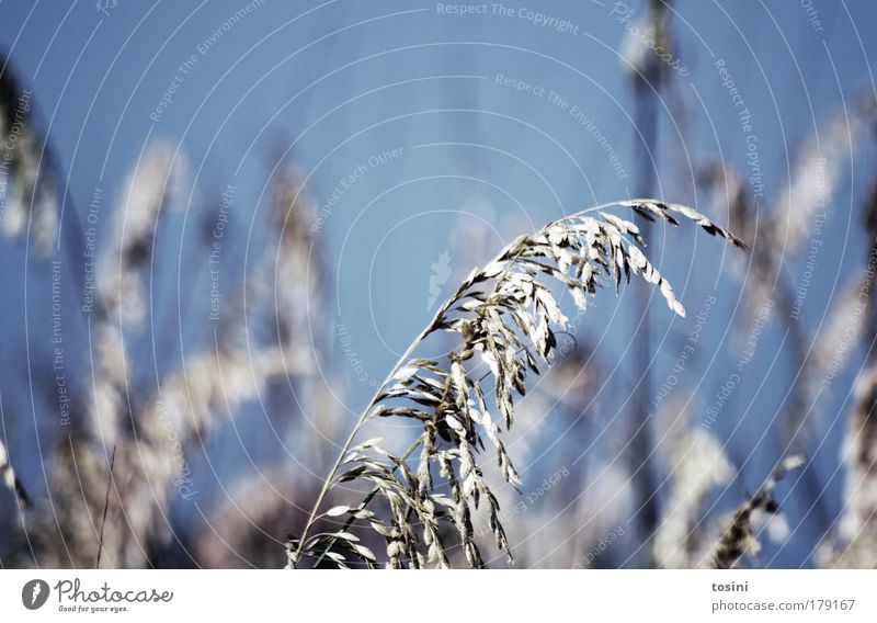 Halm Farbfoto Außenaufnahme Detailaufnahme Menschenleer Textfreiraum links Textfreiraum oben Tag Unschärfe Schwache Tiefenschärfe Umwelt Natur Pflanze Himmel