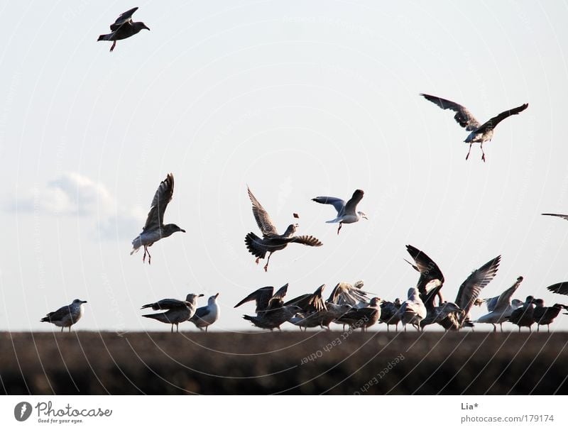 Fang das Brötchen Farbfoto Außenaufnahme Tag Tier Vogel Flügel Möwe Tiergruppe Herde Schwarm fangen fliegen Fressen füttern Treffpunkt