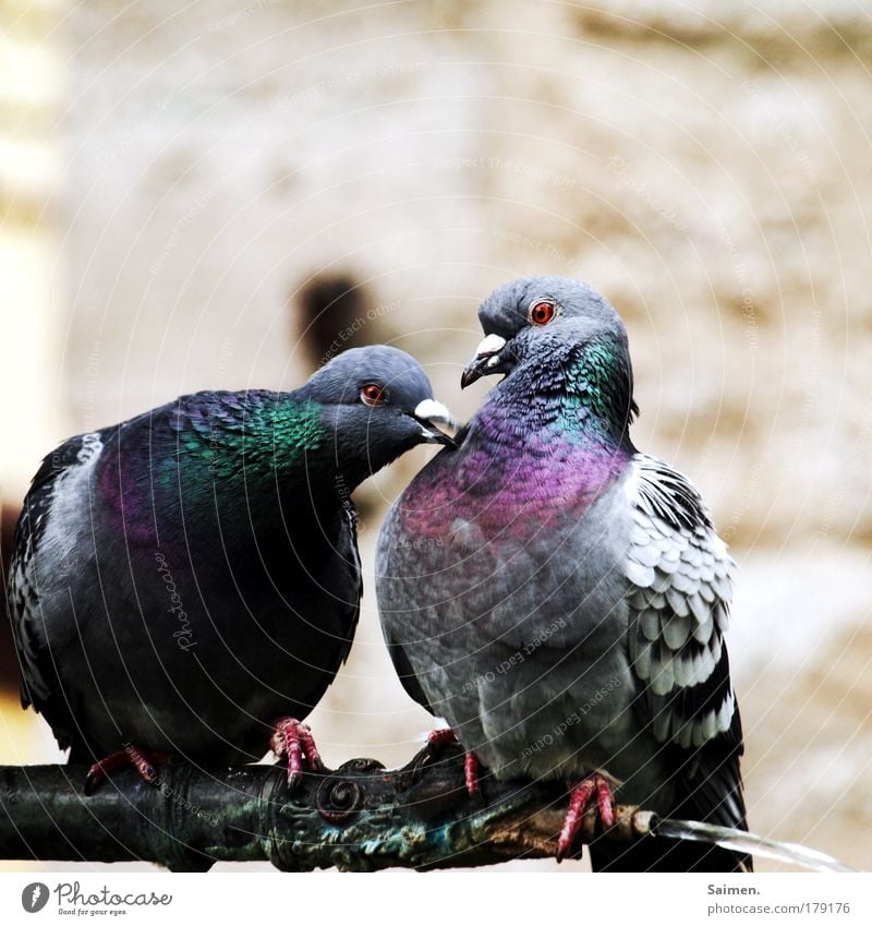 turteltäubchen Farbfoto Außenaufnahme Nahaufnahme Textfreiraum oben Tag Vogelperspektive Tier Taube Tiergesicht Krallen 2 Brunft genießen Kommunizieren Liebe