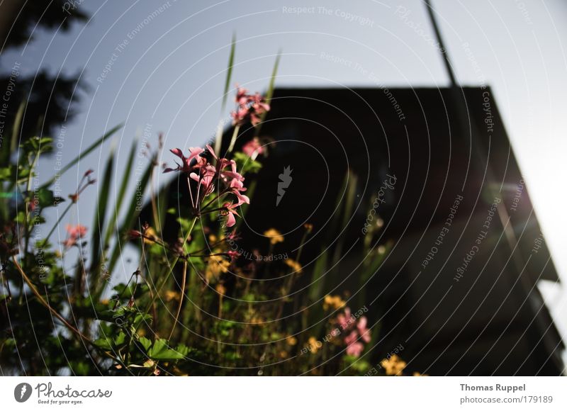 Blümchen vorm Haus Farbfoto Außenaufnahme Menschenleer Tag Sonnenlicht Sonnenstrahlen Gegenlicht Schwache Tiefenschärfe Froschperspektive Totale Weitwinkel