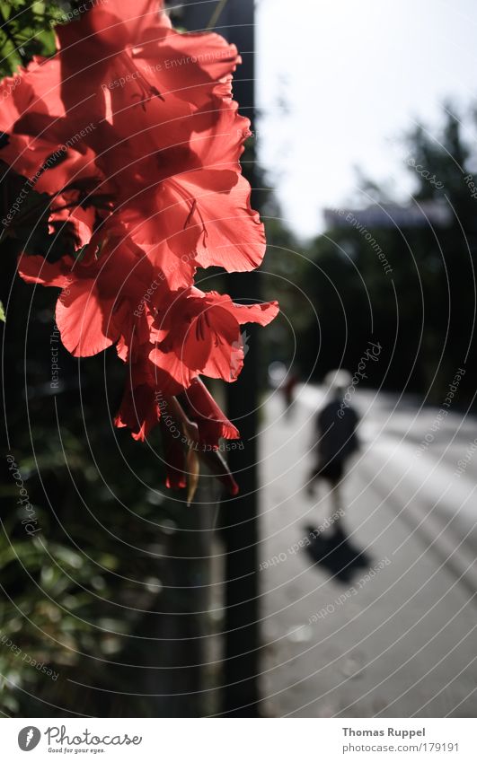 Blumenrand Farbfoto Außenaufnahme Textfreiraum rechts Textfreiraum unten Tag Schatten Kontrast Silhouette Sonnenlicht Zentralperspektive Totale Mensch 1 Natur