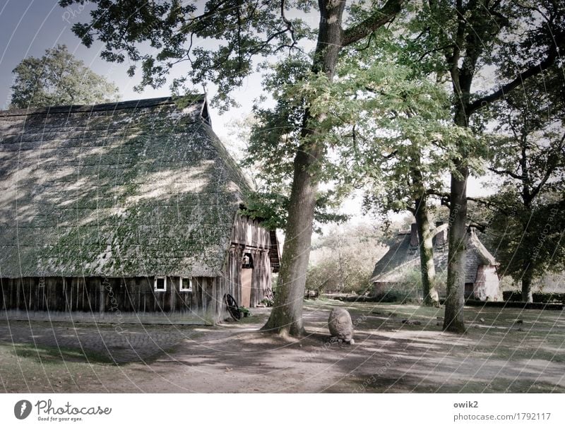 Wilsede, Lüneburger Heide Schönes Wetter Baum Wilseder Berg Dorf bevölkert Haus alt historisch Idylle Dorfidylle Heidedorf Bauernhaus Scheune Reetdach