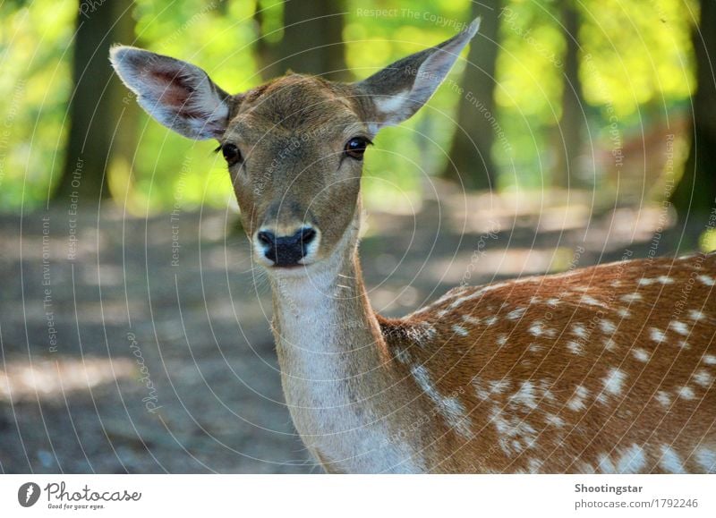 Bambi elegant Jagd Umwelt Natur Wald Tier Wildtier Tiergesicht 1 füttern schön Idylle Farbfoto Außenaufnahme Textfreiraum links Tag Blick in die Kamera