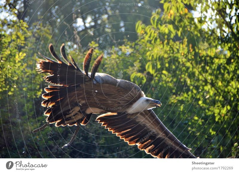 Geier im Anflug Tier Wildtier Vogel 1 fliegen Jagd ästhetisch frisch braun Lebensfreude Kraft Beginn Geschwindigkeit schön Farbfoto Außenaufnahme