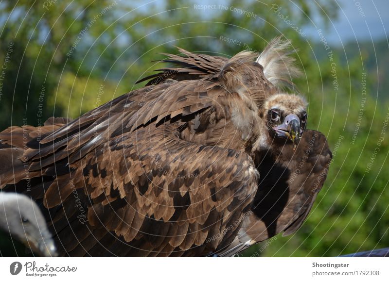 Geier 3 Natur Tier Wildtier Vogel 2 braun Appetit & Hunger Farbfoto Außenaufnahme Tierporträt Blick Blick in die Kamera