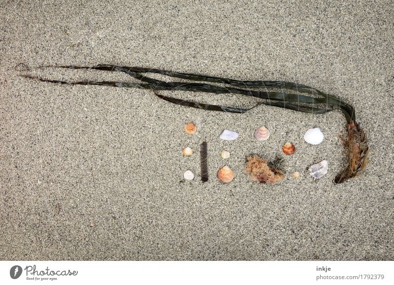 Steife Brise Freizeit & Hobby Sommer Sommerurlaub Strand Sand Pflanze Blatt Algen Sammlung Muschel Super Stillleben Stein klein natürlich Kreativität Natur