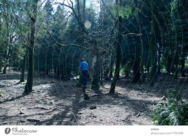 Bäume und Junge Baum Wald Freiheit blau Kindheit Glück rennen Licht Schatten grün Erde Kiefer Gleichgewicht Spielen Reflexion & Spiegelung Farbe Sommer Sonne