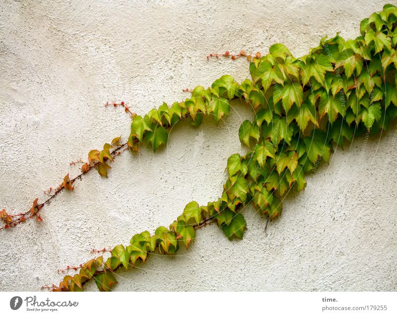 Laubfrosch Wand Efeu Pflanze Klettern haften diagonal Froschschenkel grün Gemäuer alt Ausleger Blatt Ranke Putz Sommer saftig