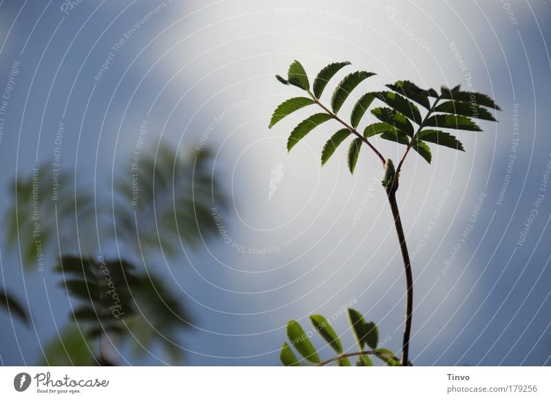 nur malESCHE Farbfoto Außenaufnahme Tag Natur Pflanze Frühling Sommer Baum Sträucher blau grün Wachstum Jungpflanze zart Trieb