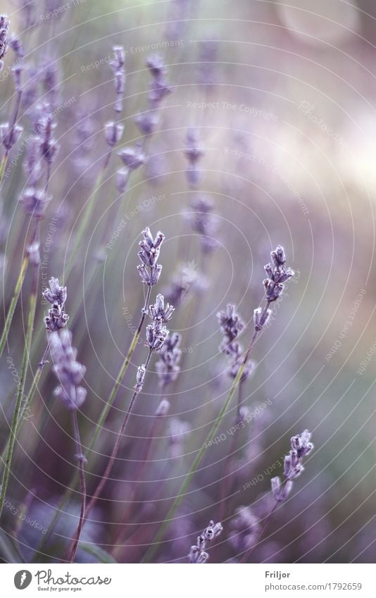 Lavandula angustifolia Pflanze Blüte Lavendel grün violett Farbfoto Außenaufnahme Menschenleer Unschärfe Schwache Tiefenschärfe Zentralperspektive