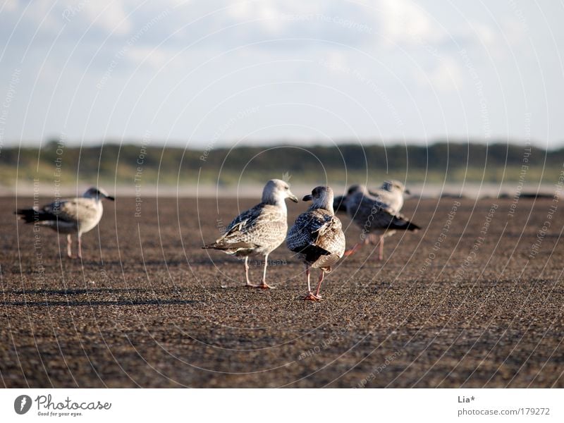 "kommt, wir gehen" Farbfoto Außenaufnahme Textfreiraum oben Textfreiraum unten Tag Tier Vogel Flügel Möwe Tiergruppe Blick braun Enttäuschung Abschied