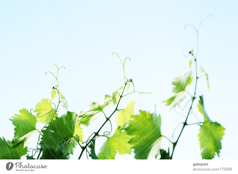 Neuer Wein Farbfoto Gedeckte Farben Außenaufnahme Menschenleer Textfreiraum oben Tag Licht Sonnenlicht Sonnenstrahlen Natur Pflanze Luft Himmel Blatt