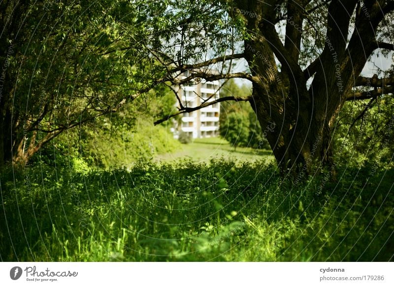 Zurücklassen Farbfoto Außenaufnahme Menschenleer Textfreiraum unten Tag Schatten Kontrast Sonnenlicht Schwache Tiefenschärfe Zentralperspektive Umwelt Natur