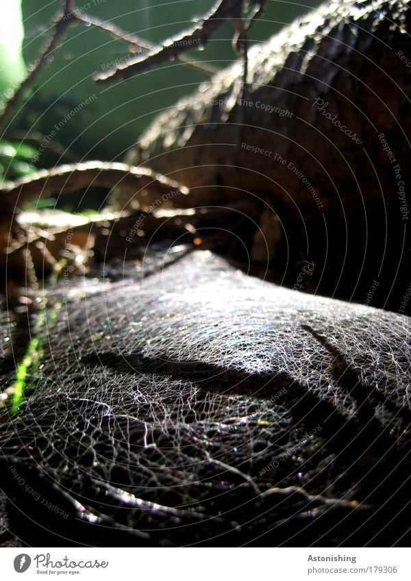 vernetzter Wald Farbfoto Außenaufnahme Menschenleer Tag Licht Schatten Kontrast Sonnenlicht Umwelt Natur Landschaft Erde Schönes Wetter Pflanze Baum Gras