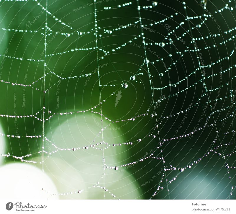 Einkaufsnetz Farbfoto Außenaufnahme Morgen Tag Sonnenlicht Unschärfe Umwelt Natur Pflanze Tier Wasser Wassertropfen Wetter Schönes Wetter Baum Park Wiese Spinne