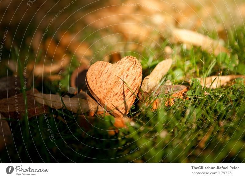 My heart will go on Farbfoto Außenaufnahme Morgen Morgendämmerung Schatten Kontrast Sonnenlicht Sonnenstrahlen Berge u. Gebirge Umwelt Natur Holz ästhetisch